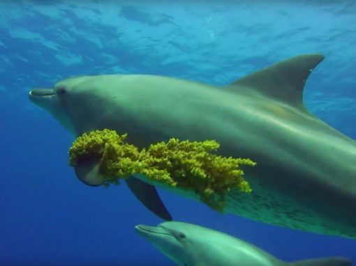 Impact of tourism on dolphins