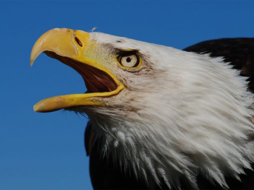 Les Aigles du Léman